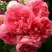 Роза РОЗАРИУМ ЮТЕРСОН плетистая в Рогачеве