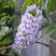 Глициния макростахия БЛЮ МУН в Рогачеве