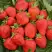 Клубника САН АНДРЕАС ремонтантная в Рогачеве