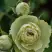 Роза ГРИН ДАЙМОНД миниатюрная в Рогачеве