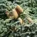 Пихта благородная в Рогачеве