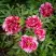 Пион РЕД ВИЗ ПИНК древовидный в Рогачеве