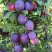 Слива БЛЮ СВИТ колонновидная в Рогачеве