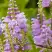 Физостегия РОЗЕЯ виргинская в Рогачеве