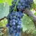 Виноград ВЕНУС в Рогачеве