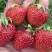 Клубника ВИМА ЗАНТА в Рогачеве