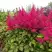 Астильба САННИ ДЕЙ гибридная в Рогачеве