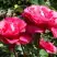 Роза ВИЕН РОУЗ чайно-гибридная в Рогачеве