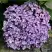 Гортензия АИША крупнолистная  в Рогачеве