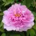 Пион ПРОЗРАЧНАЯ РОСА древовидный в Рогачеве