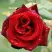Роза ТАБУ чайно-гибридная в Рогачеве