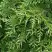 Туя СМАРАГД ВАРИЕГАТА западная в Рогачеве