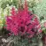 Астильба МУЛЕН РУЖ курчавая в Рогачеве