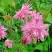 Аквилегия БАРЛОУ ПИНК гибрид МакКаны в Рогачеве