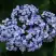 Гортензия АИША крупнолистная  в Рогачеве