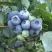 Голубика БЛЮЭТТА в Рогачеве