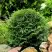 Туя ДАНИКА западная в Рогачеве