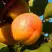 Абрикос СПАДЧЫНА в Рогачеве