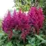 Астильба ВИЖНС китайская в Рогачеве