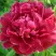 Пион КИТАЙСКИЙ ШЕЛК травянистый в Рогачеве