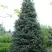 Пихта белая в Рогачеве