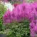 Астильба АМЕТИСТ Арендса в Рогачеве