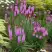 Лиатрис РОЗЕА колосковая в Рогачеве