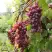 Виноград КИШМИШ ЗАПОРОЖСКИЙ в Рогачеве
