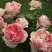 Роза ФИЛИНГ чайно-гибридная в Рогачеве