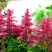 Астильба ЮНИК КАРМИН гибридная в Рогачеве
