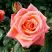 Роза ВАУ чайно-гибридная в Рогачеве