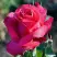 Роза ВИЕН РОУЗ чайно-гибридная в Рогачеве
