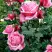 Роза ЭЙФЕЛЕВА БАШНЯ чайно-гибридная в Рогачеве