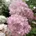 Гортензия БОМБШЕЛ метельчатая в Рогачеве