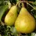 Груша ГЕНЕРАЛ ЛЕКЛЕРК в Рогачеве