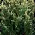Туя ГОЛД ПЕРЛ западная в Рогачеве