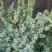 Можжевельник БЛЮ АЛЬПС китайский  в Рогачеве