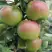 Яблоня МОСКОВСКОЕ ЗИМНЕЕ в Рогачеве