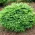 Ель НИДИФОРМИС обыкновенная в Рогачеве