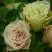 Роза ГРИН ДАЙМОНД миниатюрная в Рогачеве