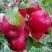 Яблоня АЙДАРЕД в Рогачеве