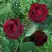 Роза ПАПА МЕЙЯН чайно-гибридная в Рогачеве