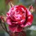 Роза ДИП ИМПРЕШН флорибунда в Рогачеве
