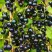 Смородина чёрная ИЗЮМНАЯ в Рогачеве