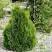 Туя МИКИ западная в Рогачеве
