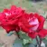 Роза АЛЬЯНС чайно-гибридная в Рогачеве
