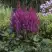 Астильба ВИЖНС китайская в Рогачеве