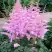 Астильба ГИАЦИНТ Арендса в Рогачеве