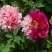 Пион ДВЕ СЕСТРЫ древовидный в Рогачеве