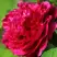 Пион НОЧНЫЕ ГРЕЗЫ древовидный в Рогачеве